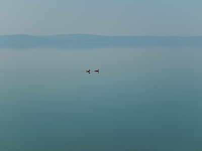 Озеро Балатон, озеро, Природа, пейзаж, птица