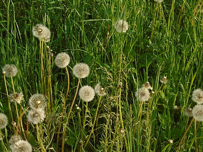 dandelion, green, plant, flower, grass, summer, white