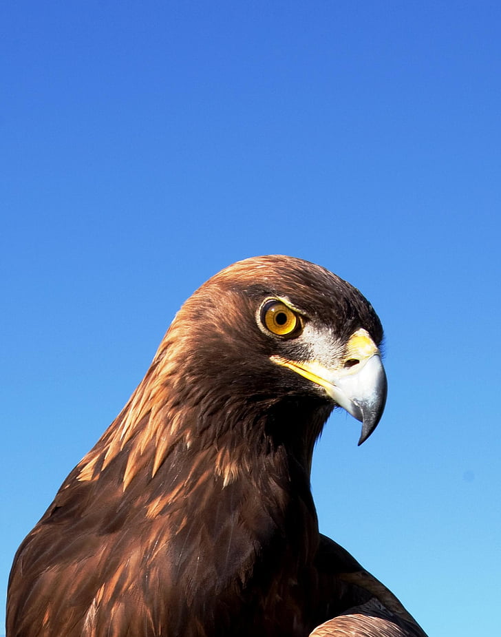 Adler, Raptor, uccello della preda, disegno di legge, testa, cielo blu, cielo