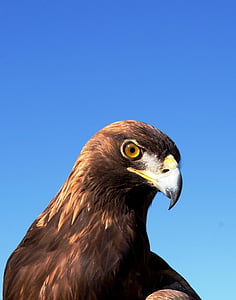 Adler, Raptor, plēsīgo putnu, likumprojekts, vadītājs, zilas debesis, debesis