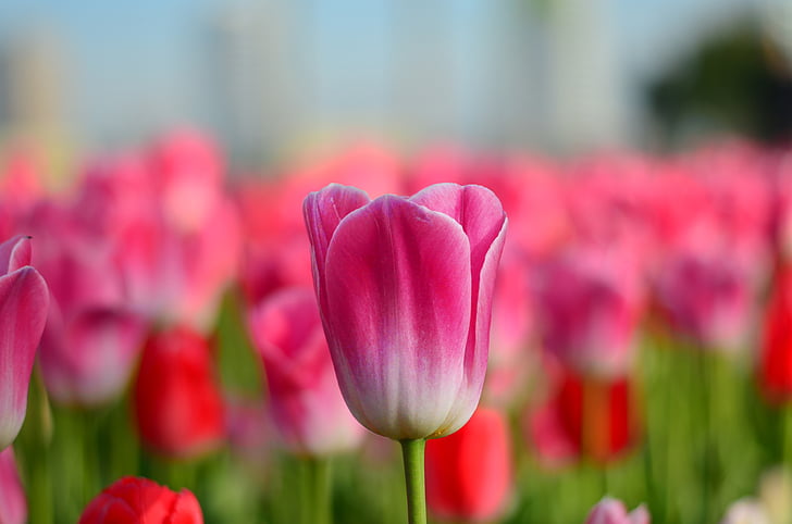 Tulpen, rot, Makro, leuchtende Farben, Natur, schließen, Turkei