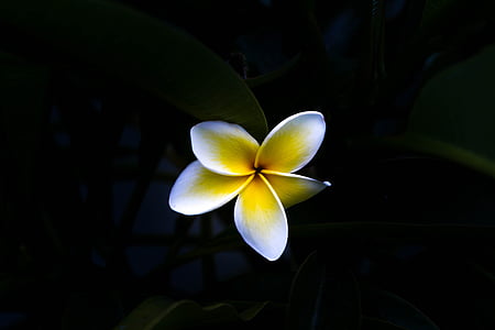 black, dark, flower, white, yellow, petal, frangipani