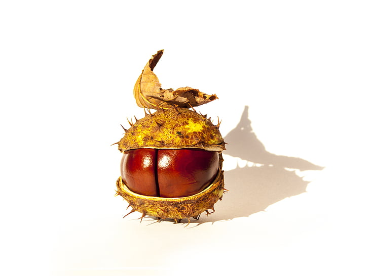 Chestnut, Chestnut med et blad, Lone kastanje, natur, close-up, brun, efterår