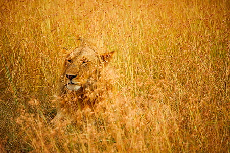 lion, male, wildlife, animal, predator, camouflaged, hidden