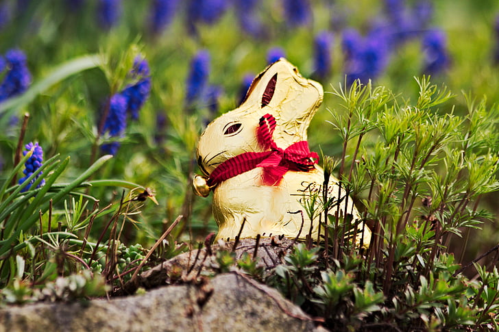 Húsvét, Lindt, arany nyuszi, természet, csokoládé, csoki nyuszi, arany