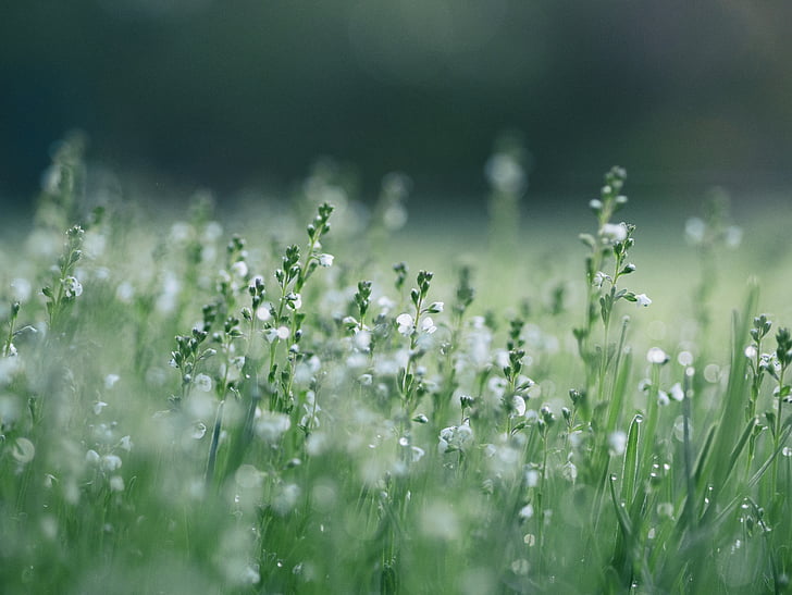 blur, close-up, environment, focus, freshness, garden, grass