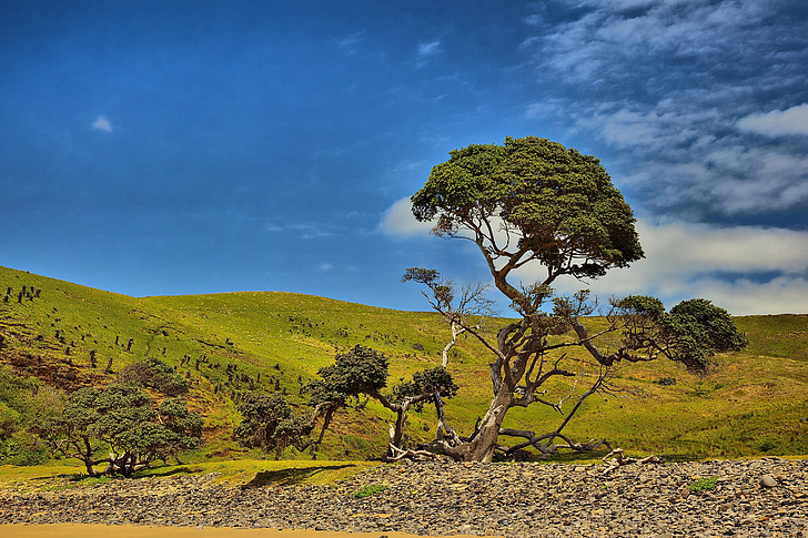 south africa, coffee bay, hole in the wall, blue sky, tree, nature, mountain