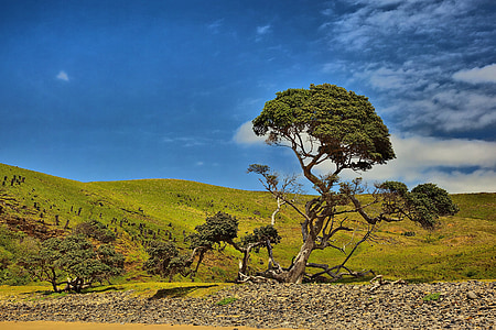 Dienvidāfrikas Republika, Coffee bay, caurums sienā, zilas debesis, koks, daba, kalns