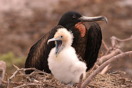con chim, Galapagos, Fregate, động vật, làm tổ, động vật hoang dã, động vật hoang dã