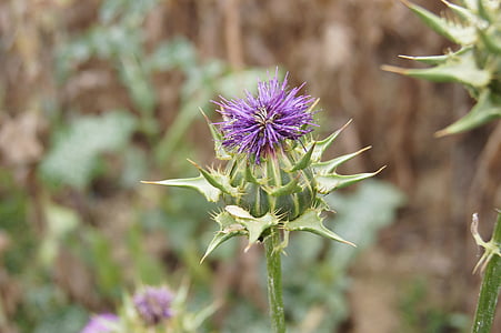 thistle, flower, meadow, purple, violet, plant