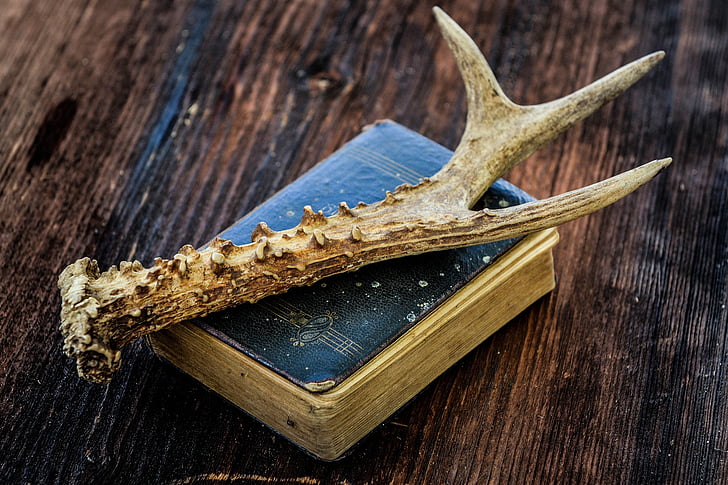 book, old book, antique, antler, wood, wooden table, close