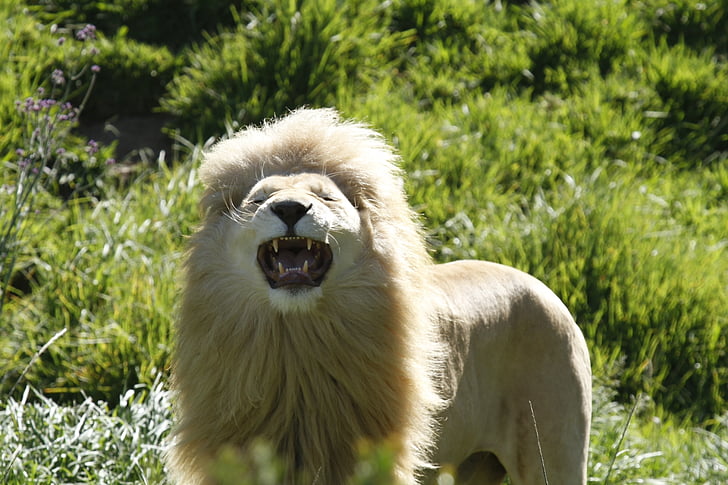 oroszlán, grin, agresszív, ordít, Afrika, nyitott szájjal, fogak