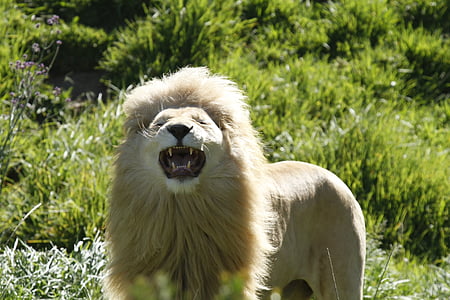 Lev, úsměv, agresivní, řev, Afrika, otevřít ústa, zuby