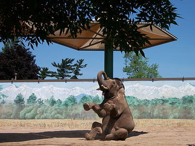 Słoń, ogród zoologiczny, zwierząt, zwierząt w zoo