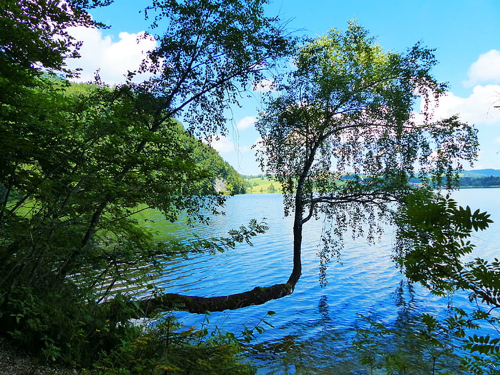 Göl weissensee, Göl, sular, uferweg, ağaç formasyonu, Allgäu, gezi hedef