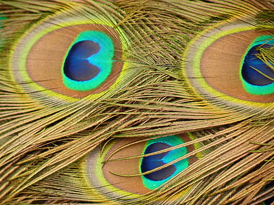 pavão, pena, pássaro, animal, multi colorido, azul, close-up