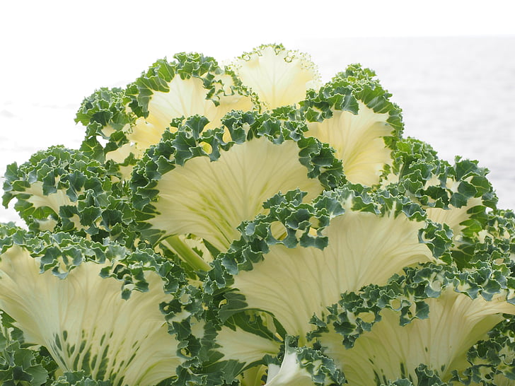 ornamental cabbage, leaves, detail, ruffled, kraus, fraktalähnlich, fractal