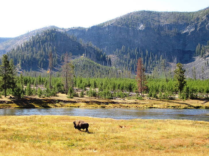 Yellowstone, bizon, Yellowstone national park, Wyoming, ZDA