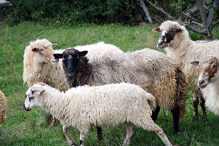lampaat, eläimet, maatalous, Karjaa, maatalous
