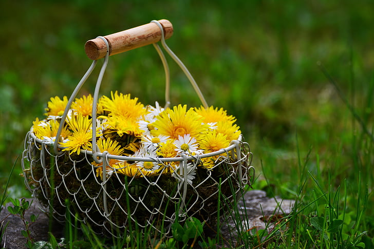 dandelion, daisy, flowers, flower basket, floral greeting, mother's day, meadow