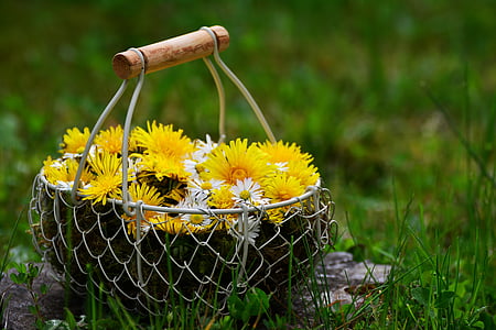 Глухарче, Дейзи, цветя, цвете кошница, цветен поздрав, ден на майката, ливада
