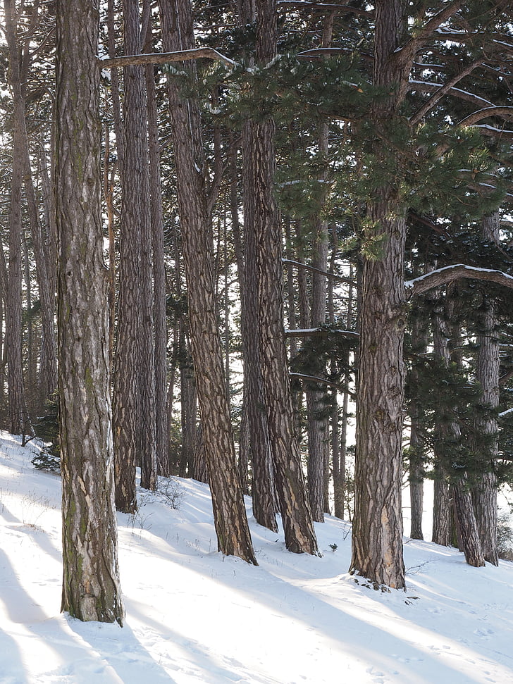 pine forest, pine, forest, trees, pine family, tree trunks, conifer