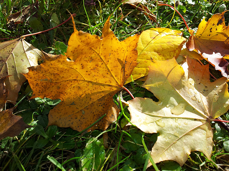 Lønneblader, lønn, høst, høsten blader, fallet løvverk, fall farge, gul