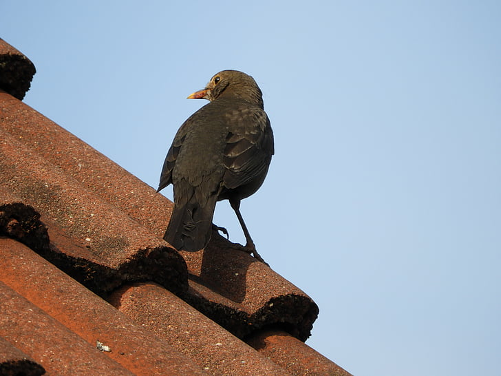 Mirlo, techo, pájaro, aves, cielo