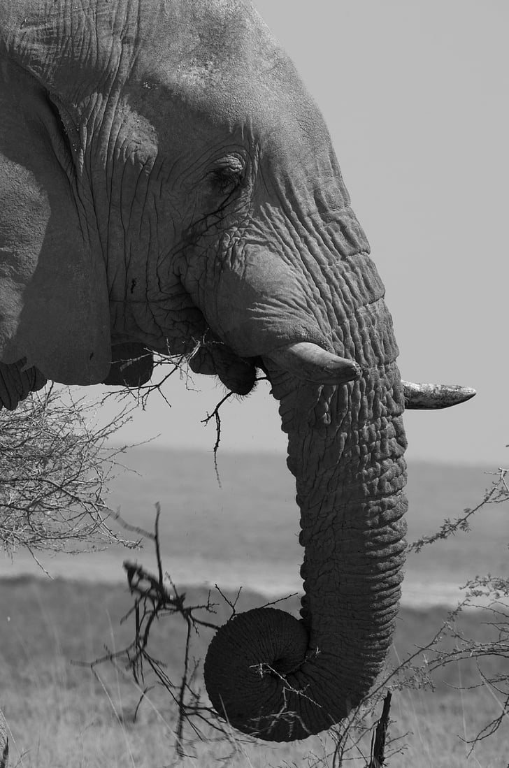 éléphant, Etosha, l’Afrique, animal, nature, faune, noir et blanc