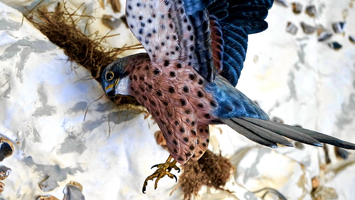 animal, animal photography, avian, beak, bird, blur, close-up