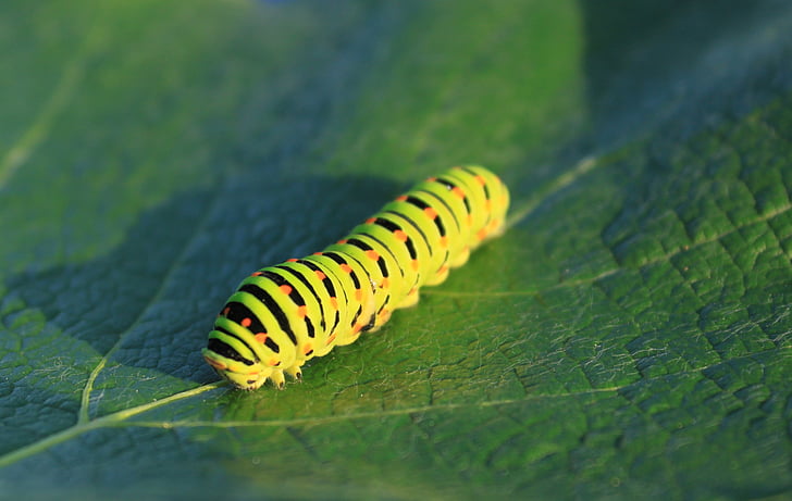 Caterpillar, vert, feuille, Lepidoptera, Papilionidae, machaon, insectes