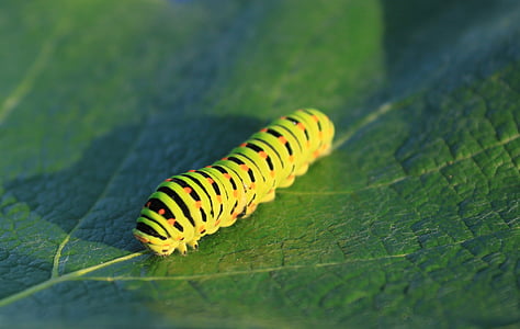 caterpillar, green, leaf, lepidoptera, papilionidae, swallowtail, insects