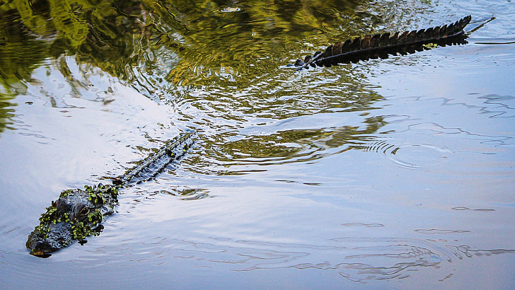 aligátor, Amerikai aligátor, Gator, kétéltű, hüllő, Louisiana, Bayou