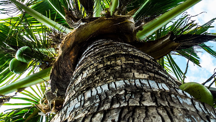 Kokosowe drzewo, palmy, Orzechy kokosowe, drzewo, palmy, Natura, klimat tropikalny