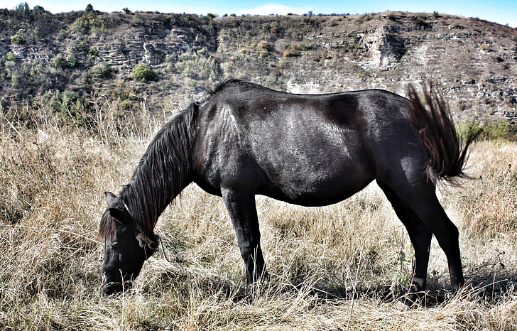 cavalo, preto, animal, natureza, escuro, vida selvagem, ao ar livre