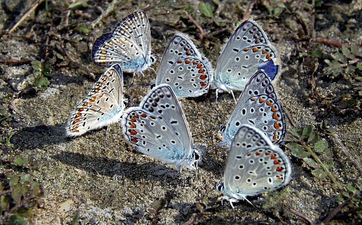 farfalle, blu, resto, disegni da colorare, Insecta, natura