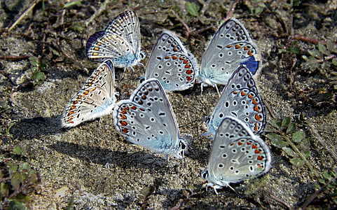 kupu-kupu, biru, sisanya, mewarnai, bersel, alam
