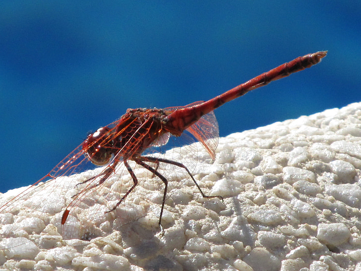 dragonfly, insect, nature, close, transparent, water, tenerife