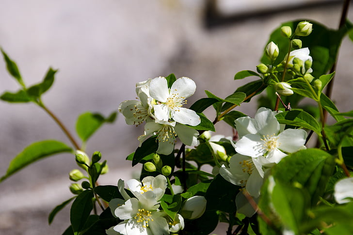 blomster, filadelfo, våren, busk, Fiore d'angelo, Jasmine av madonna, edelstener