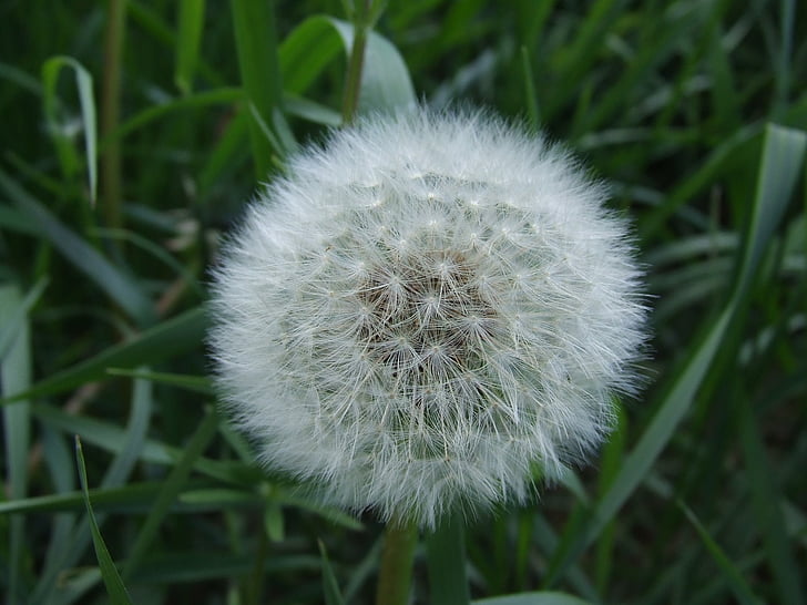 bulu, bunga, Dandelion, putih, hijau, padang rumput