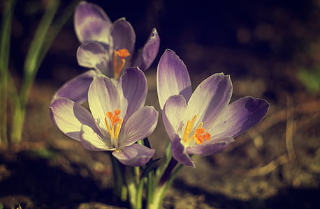 krokus, natuur, Violet, saffraan, bloemen, lente, landschap