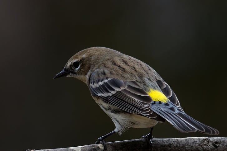 yellow-rumped warbler, bird, birding, warbler, wildlife, nature, yellow