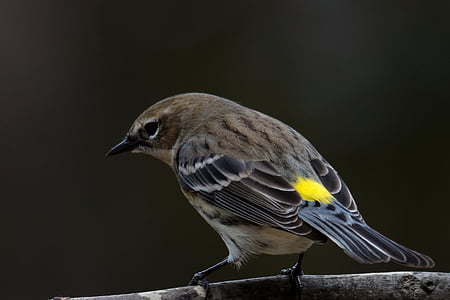warbler giallo-rumped, uccello, birdwatching, Warbler, fauna selvatica, natura, giallo