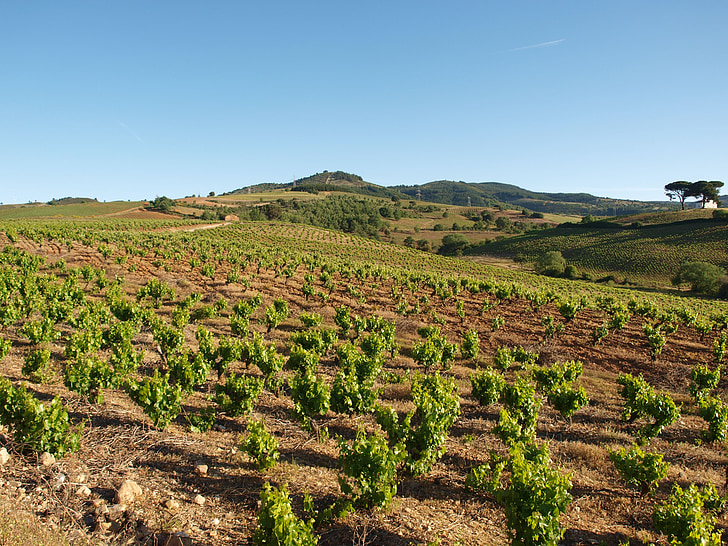 field, summer, vineyard, agriculture, rural, countryside