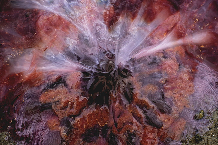 bombeiro, queimar a medusa, celledyr com folhas de urtiga, Cyanea capillata, planos de fundo