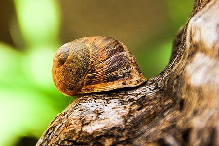 snail, animal, nature, animals, shell, forest, green