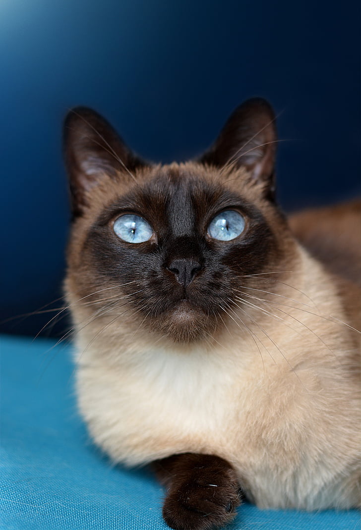 котка, Сиамски котки, синьо око, домашен любимец, порода котка, сиамски, Siam
