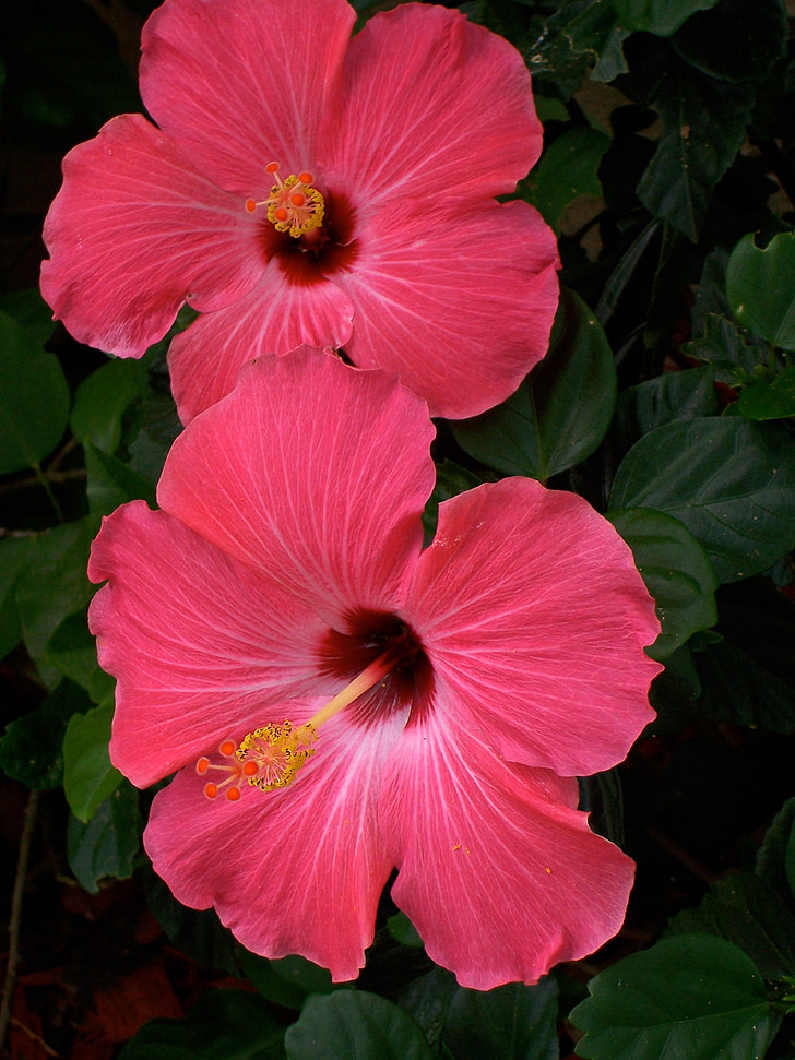 hibiscus, pink, flowers, two, pair, garden, leaves