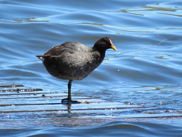 Gamta, paukščiai, vandens paukščiai, laukinių, Lago Vichuquén už, gyvūnija