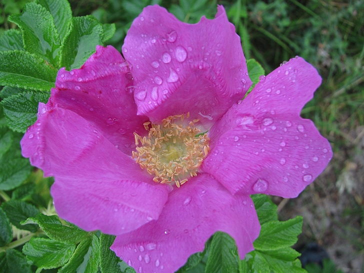lietus lāse, zieds, Bloom, Rose hip, rozā, ūdens piliens